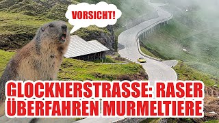 Glocknerstraße Rücksichtslose Raser überfahren Murmeltiere im Hochgebirge [upl. by Vedi]