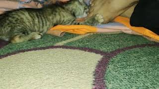 Kitten under the blanket cat kitten گربه [upl. by Aileda742]