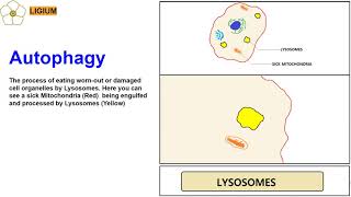 LYSOSOMES ANIMATION AUTOPHAGY [upl. by Casie]