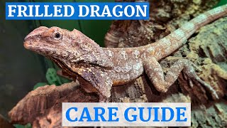 Frilled Dragon InDepth Care Guide [upl. by Partridge]