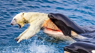 When A Polar Bear Meets A Hungry Orca [upl. by Papert426]