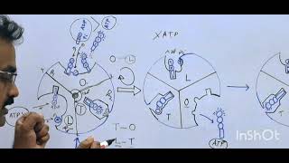 Rotational Catalysis ATP Synthase [upl. by Nyluqcaj]