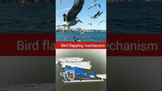 Bird flapping mechanism shorts virals physics [upl. by Dnamra368]