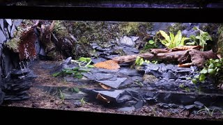 Amazing Salamander Paludarium [upl. by Ffoeg500]