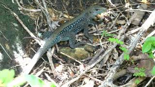 Dominican Ameiva Pholidoscelis fuscatus endemic for the island species [upl. by Raycher]