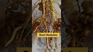 Root nodules  bacteria live in the roots of leguminous plantsviral students science [upl. by Marcella]