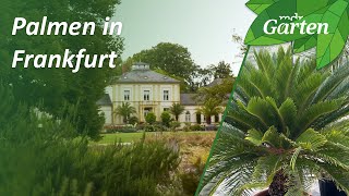 Der Palmengarten in Frankfurt am Main  MDR Garten [upl. by Anahgem]