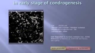 Visualization of ATP oscillation with luciferase in living cell [upl. by Hanoj592]