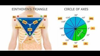 Einthoven Triangle and Einthoven Law [upl. by Unhsiv164]