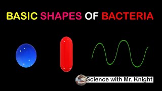 Basic Shapes of Bacteria [upl. by Ciaphus]