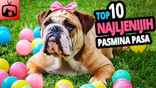 🐕 Lijeni Psi  TOP 10 Najljenijih Pasmina Pasa Na Svijetu [upl. by Rose]