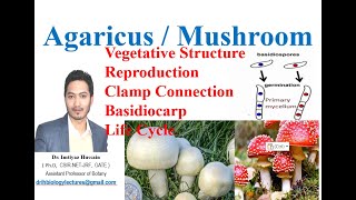 Agaricus Mushroom Vegetative structure Reproduction Life cycle Clamp connection [upl. by Cheyney]