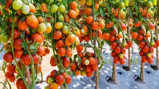 Tamatar ki kheti  टमाटर की खेती  A to Z  Tomato Cultivation How to grow tomato Plantagriculture [upl. by Meng936]