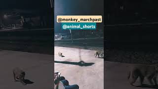 Money march past monkey music naturelovers youtubeshorts ttendingshort [upl. by Miett]