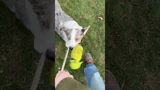 Artemis the corgi plays tug with rope ghost toy corgicrew corgi corgipup puppy [upl. by Imis]