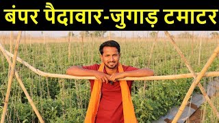 टमाटर की मालामाल जुगाड़ खेती🍅🍅Tomato Farming Techniques in India  Indian Farmer [upl. by Mercorr619]