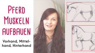 Muskeln aufbauen Pferd Vorhand Mittelhand amp Hinterhand [upl. by Albric726]