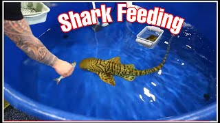 HAND FEEDING our ZEBRA SHARK HE IS GETTING BIG [upl. by Eladnwahs]