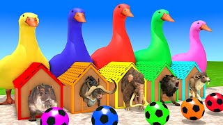 Long Slide Game With Elephant Gorilla Buffalo Hippopotamus Tiger  3d Animal Game  Funny 3d Animals [upl. by Kersten]