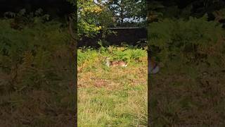 An autumn walk through Dunham Massey reveals deer gracefully wandering amidst vibrant fall foliage [upl. by Rehnberg]