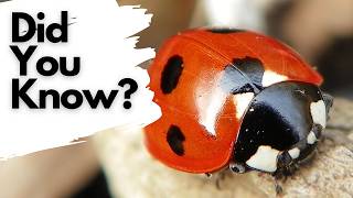 🐞 Learn 20 Types Of Ladybugs  LadyBug Types In English Language  Ladybirds  Lady Beetles [upl. by Leavy622]