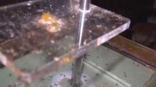 Lasius niger  360m dinstallation [upl. by Elleivad]