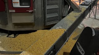 Corn problems and a new combine [upl. by Kaye]