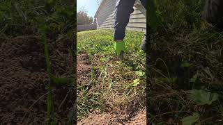 Benefits of gopher control gophers trapping owyheeenvironmental [upl. by Portwin10]