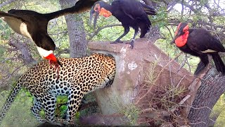 Amazing The Ferocious Mother Bird Rushes To Attack Leopard To Protect Her Baby Birds In The Tree [upl. by Patience783]