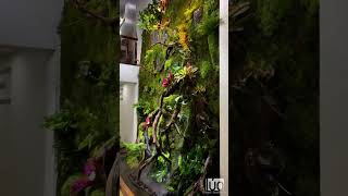 Wall paludarium terrarium paludarium shorts [upl. by Ardnazil]