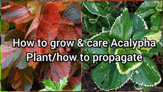 How to Grow and Care Acalypha Plant How to Grow Acalypha by Cutting Easy Propagation of Acalypha [upl. by Kalvin]