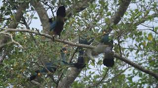 Six Great Blue Turacos and an African Green Pigeon in a fruiting Fig tree in Uganda [upl. by Beckman]