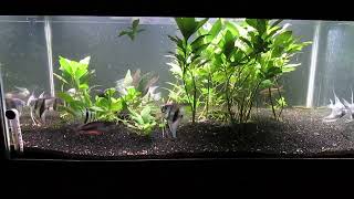 Fat 40Gallon Planted Angelfish and Rainbowfish Aquascape 5724 [upl. by Sand]