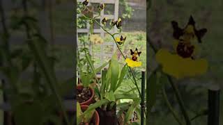 Orchid Update May 2024 greenhouse shadehouse orchids sprinklersystem [upl. by Aisatnaf547]