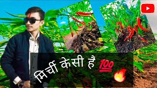 vlog 117 मिर्ची का vlog बनाया आज❤️💯tranding vlogging vlogs [upl. by Assillam]