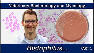 Histophilus and Glaesserella Part 1  Veterinary Bacteriology and Mycology [upl. by Nnylimaj]