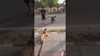 Rottweiler Vs Pitbull FIGHT shorts dogfight pitbull rottweiler facts [upl. by Nalliuq]