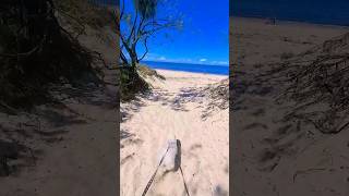 Beach therapy at Bribie Island 😍 sandy paws and endless fetch with my dog 💙🐾shorts happy [upl. by Audra]