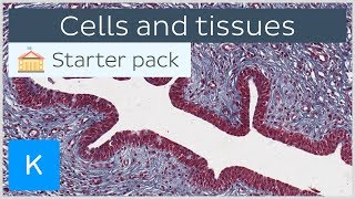 Cells and tissues types and characteristics  Human histology  Kenhub [upl. by Bary86]