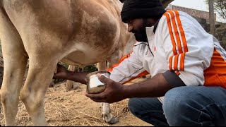 Laxmi chai ☕️ cup of tea with cow milk 🥛  village cooking videos  RFC  tea [upl. by Lubbi922]