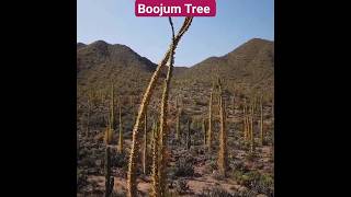 All About Unusual Boojum Trees youtubeshorts youtube ytshorts [upl. by Liauqram660]