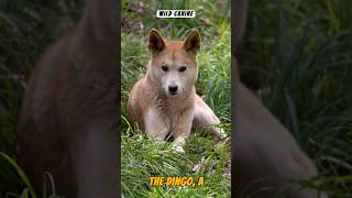 Dingo Discovery Unraveling the Secrets of Australias Wild Dog animals wildlife nature shorts [upl. by Ahtrim]