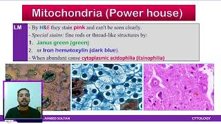 Cytology Lecture 3 MitochondriaLysosomesPeroxisomesProteasomes [upl. by Cornia]