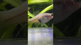 Swordtail starting to drop her fry apistogramma aquarium blueram fishtank fishroom swordtail [upl. by Eikkin752]