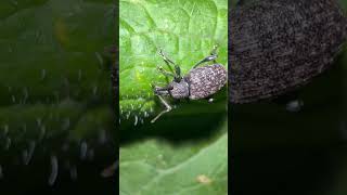 Vine Weevil On Field Pumpkin In Early November weevils insects nature [upl. by Bellda]