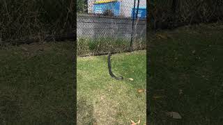 Gardener Shocked by Sparring Venomous Snakes [upl. by Etnauj19]