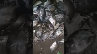 Spear fishing philippines6NightfishingSisidVlogSpearfishing [upl. by Nner]