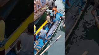 Vizag Fisherman Battles a Giant Marlin  Incredible Catch 4k fishing [upl. by Abigale]