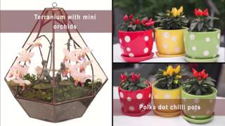 🦋 Great Christmas gifts for gardeners 🐌 [upl. by Onihc]