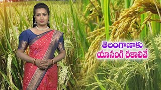 తెలంగాణకు అనువైన యాసంగి వరి రకాలు  Rabi Paddy varieties for Telangana short duration short grain [upl. by Blank]